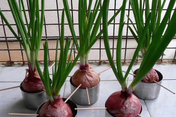 کاشت پیاز با لامپ رشد گیاه